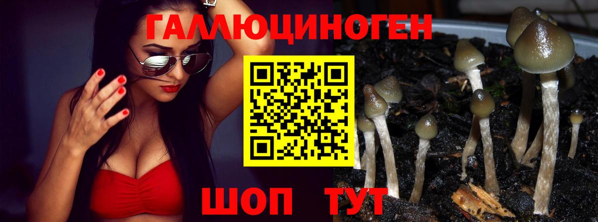Галлюциногенные грибы Psilocybine cubensis Железногорск